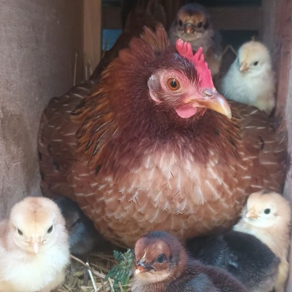 Web🕸️& Rose🌹🚂💨💨💨 - Picture 6 of 8